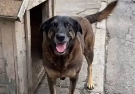 Entenda o que aconteceu com o ‘cão Orelha’, morto por adolescentes em SC