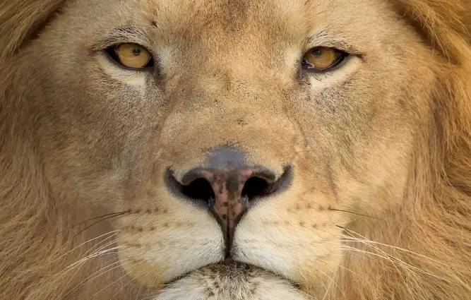 Prazo para empresas garantirem isenção de dividendos termina neste sábado