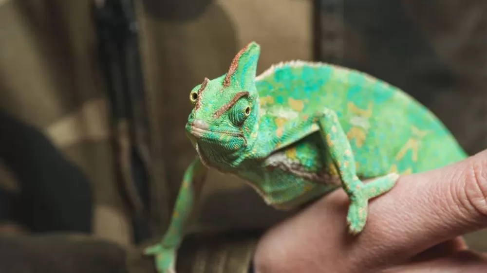 A língua do camaleão é mais rápida do que um caça