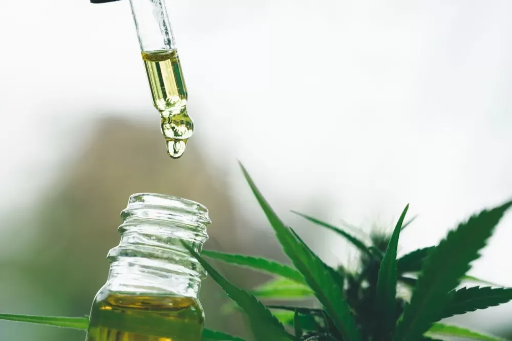 Novas regras para o cultivo de cannabis no Brasil: quem pode se beneficiar