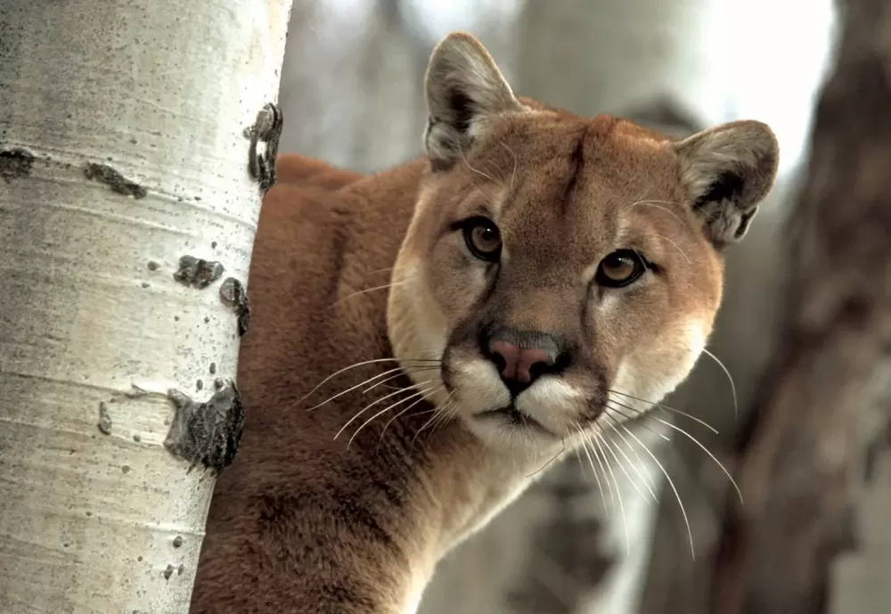 Puma: 10 curiosidades incríveis sobre esse felino