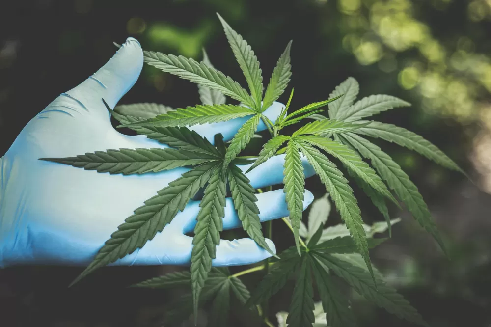 Anvisa oficializa regras para cultivo e produção de cannabis medicinal no Brasil