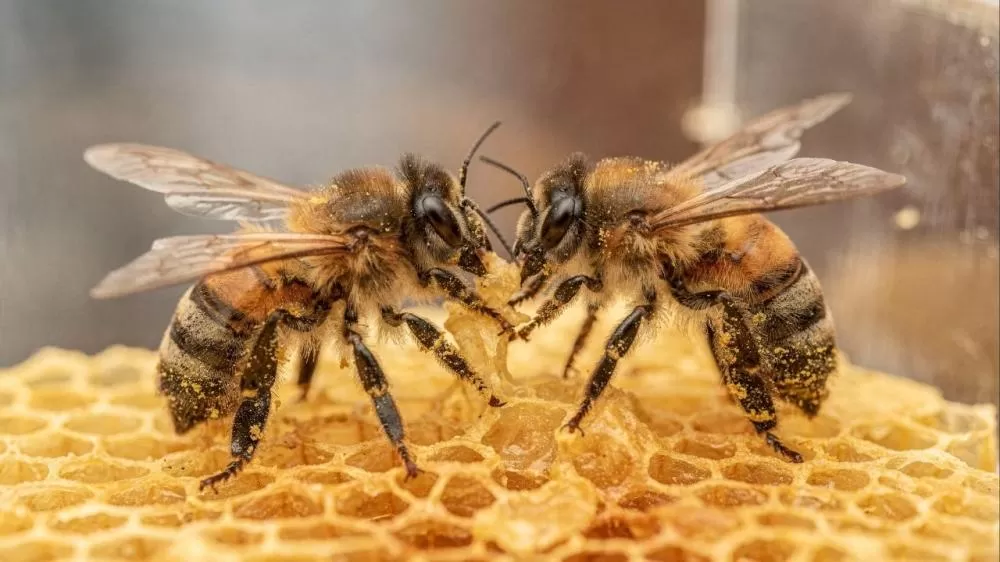 A descoberta impressionante que liga o cérebro humano ao comportamento das abelhas