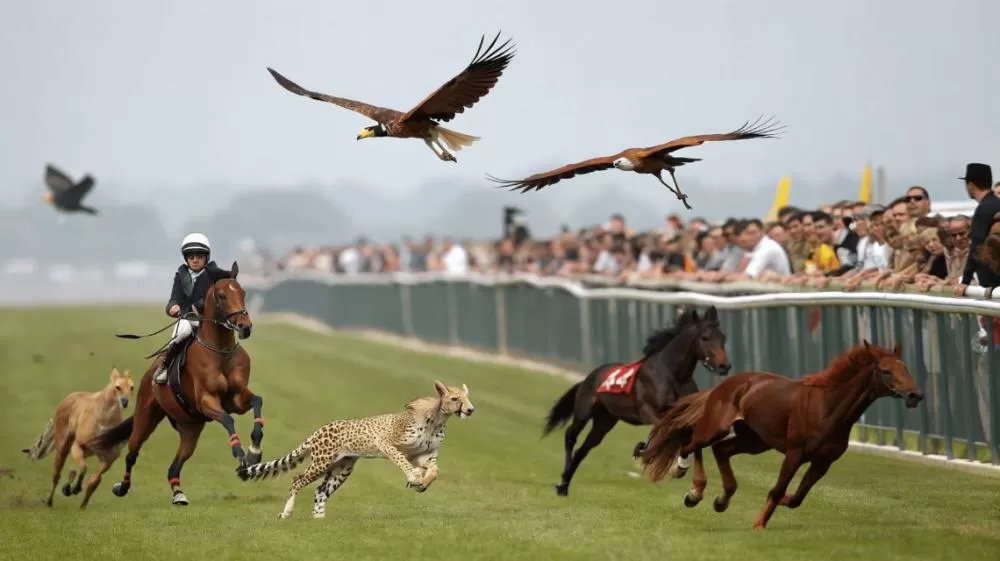Ele vive no Brasil e é o animal mais rápido já registrado no país, passando de 300 km/h.