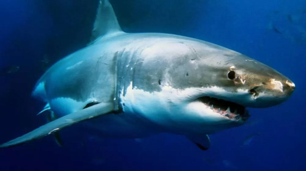 Instituto Oceanográfico confirma descoberta de nova espécie de tubarão-branco