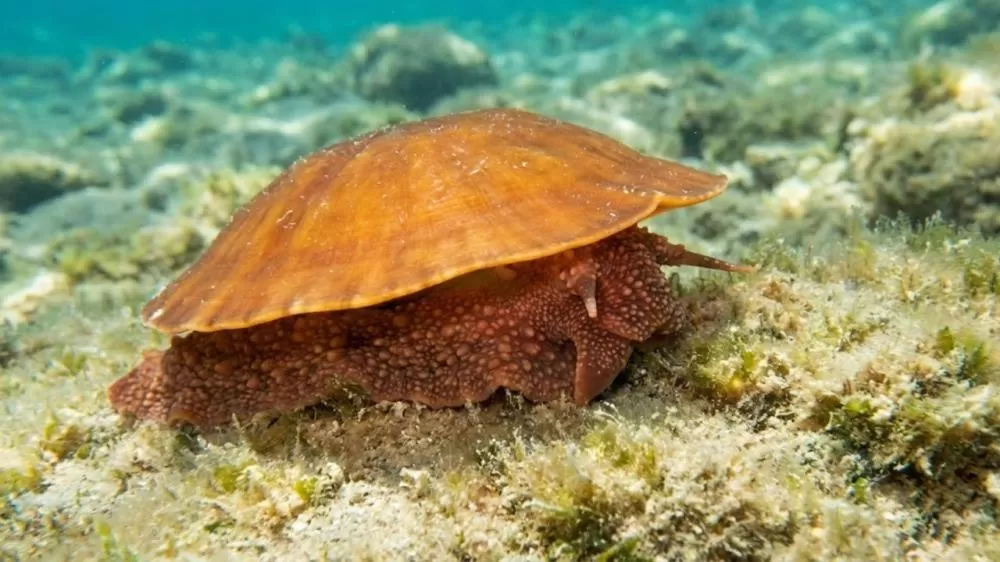 Com 750 mil dentes, esse pequeno molusco humilha até os maiores predadores
