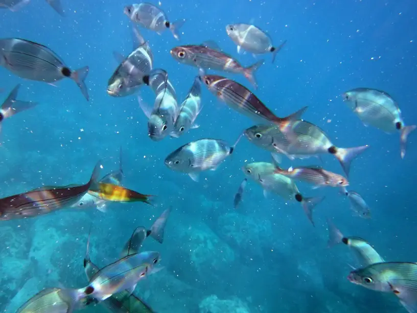 Aquecimento dos oceanos já derruba populações de peixe no mundo, mostra estudo