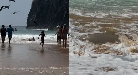 Em busca de alimento, tubarão-limão encalha na Praia da Cacimba do Padre, em Fernando de Noronha