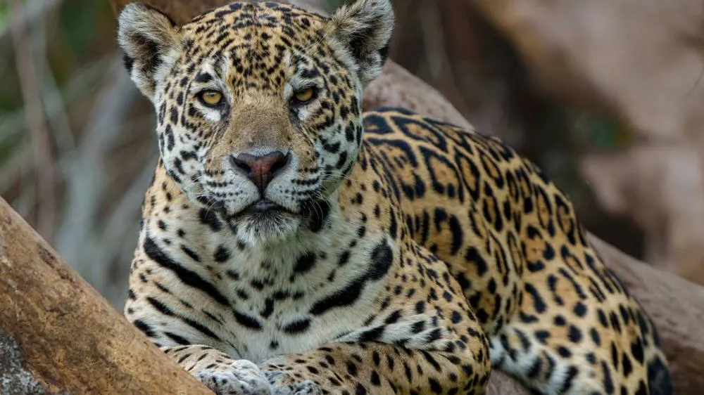 “Por que o Brasil deve ser seu próximo destino de safári”: Revista Vogue coloca Pantanal ao lado dos grandes safáris da África.