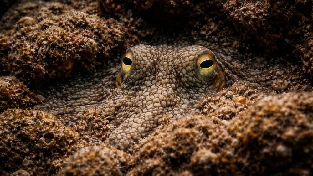 O único animal com três corações e sangue azul no reino animal que parece um verdadeiro “alienígena”