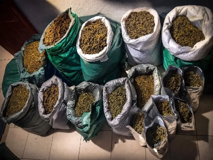 CABROBÓ: polícia encontra mais de 70 kg de maconha escondidos na caatinga — apreensão impressiona