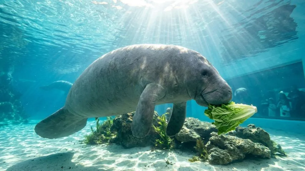Encontrado perto de Miami em 1957, Romeo acaba de ser reconhecido como o peixe-boi mais velho já registrado