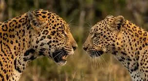 Qual é a diferença entre a onça-pintada e o leopardo e por que só a onça pertence ao Brasil