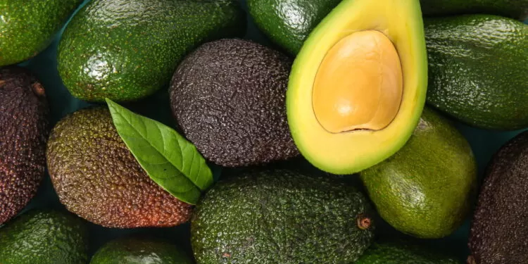 Abacate emagrece? Veja os benefícios e a melhor forma de consumir!