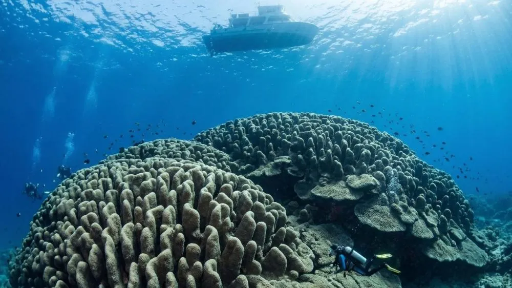 Uma criatura do tamanho de um campo de futebol foi descoberta por acaso no oceano, mas não se move do lugar