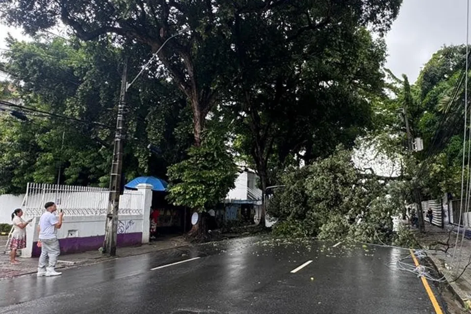 Queda de árvore deixa rua interditada nas Graças, zona norte do Recife