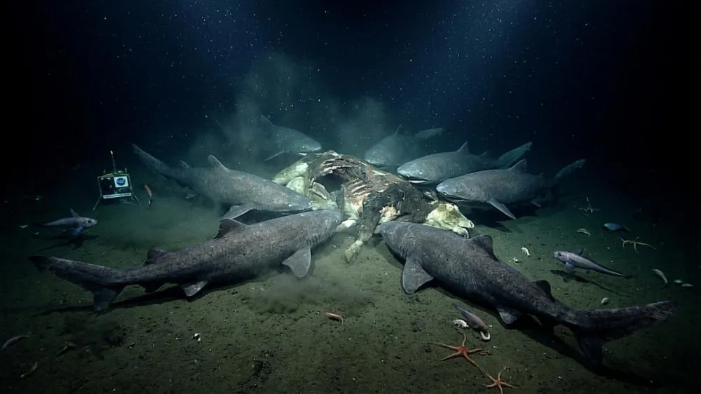 Terror nas profundezas… Cientistas lançam uma vaca a uma profundidade de 1629 metros e o resultado é chocante