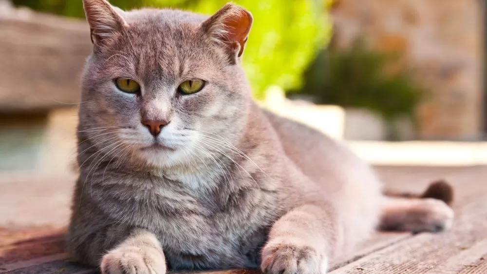 Você sabia que a careta dos gatos tem um significado profundo? Entenda.