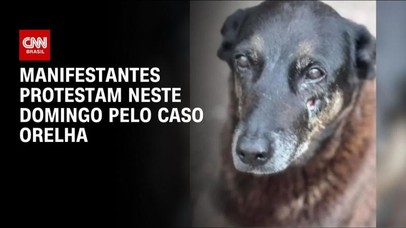 Caso Orelha: Manifestantes protestam pelo Brasil 