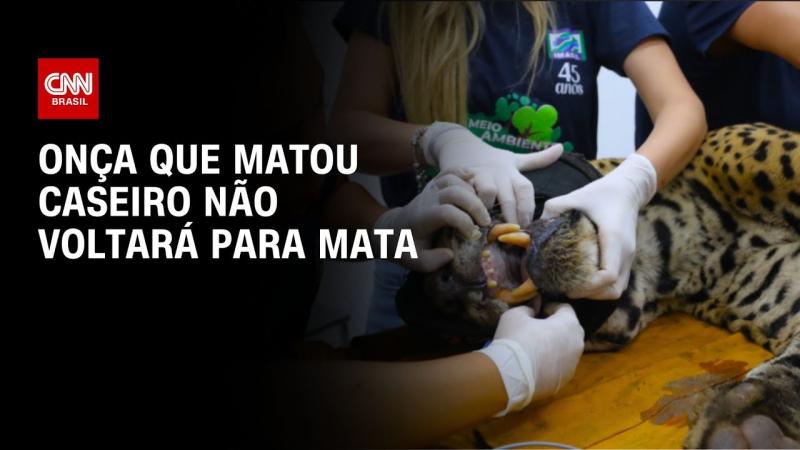 Onça envolvida em ataque a caseiro em MS deve ser transferida