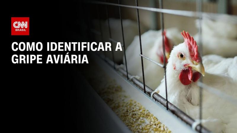 Gripe aviária: Entenda o que é a doença